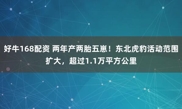 好牛168配资 两年产两胎五崽！东北虎豹活动范围扩大，超过1.1万平方公里